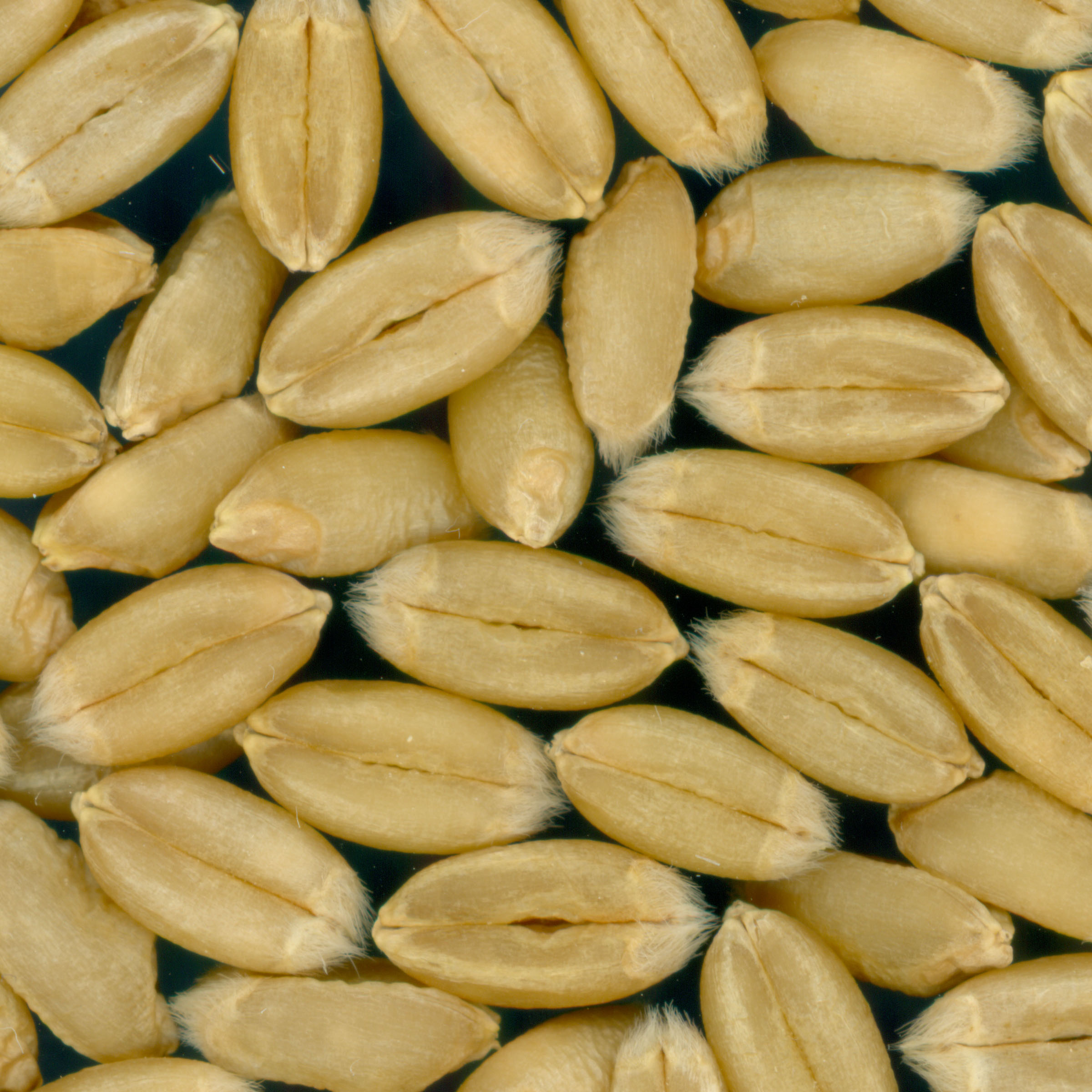KERNELS